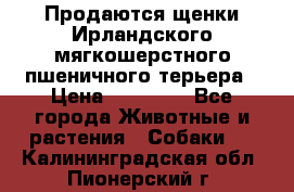 Продаются щенки Ирландского мягкошерстного пшеничного терьера › Цена ­ 30 000 - Все города Животные и растения » Собаки   . Калининградская обл.,Пионерский г.
